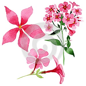 Pink phlox foral botanical flower. Watercolor background illustration set. Isolated phlox illustration element.