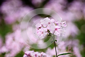 Pink Phlox paniculata flower