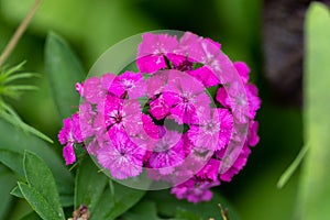 Pink phlox in soft focus close up