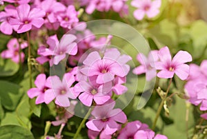 Pink phlox subulata