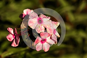 Pink phloxes. Cultivated flower.