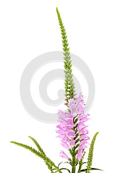 Pink Physostegia flower photo