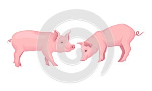 Pink Pig as Even-toed Ungulate Domestic Animal in Different Poses Vector Set photo