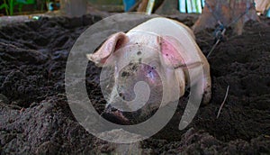 Pink pig with dirty snout digs the ground.