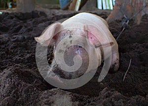 Pink pig with dirty snout digs the ground. Resting piglet on farm backyard.