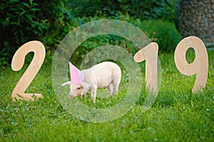 Pink pig eating grass, standing near wooden numerals of 2019 in garden.