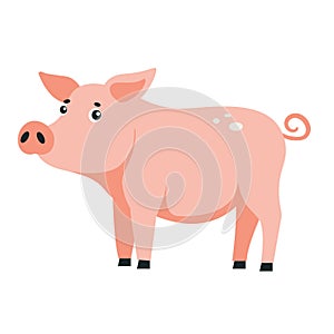 Pink pig or piglet isolated on white background. Vector drawing of a cute cartoon pig, farm livestock or pet