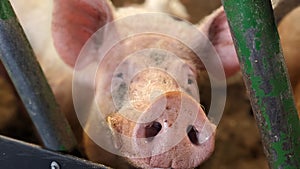 A pink pig with a shiny snout standing in its pen photo