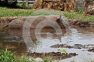 Pink Pig Wallowing in Mud Pond