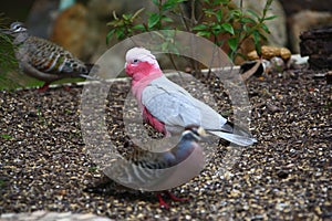 Pink Pigeon