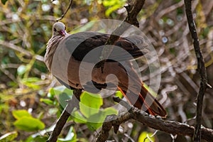 Pink pigeon, nesoenas mayeri, perched on a tree branch