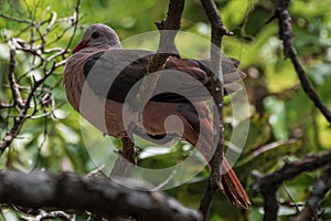 Pink pigeon, nesoenas mayeri, perched on a tree branch