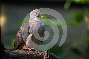 Pink pigeon on the tree in nature