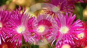 Pink Pigface Flowers