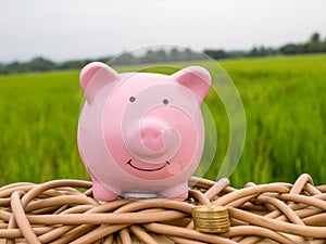 Pink piggy bank with gold coins pile on the green rice field background, Saving money for future plan and retirement fund concept