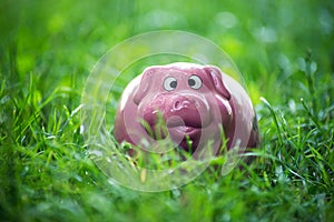 Pink piggy bank in the grass