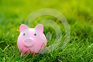 A pink piggy bank in a green grass. investments in a nature and environment.