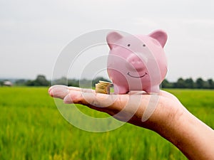 Pink piggy bank on the green rice field background, Saving money for future plan and retirement fund concept