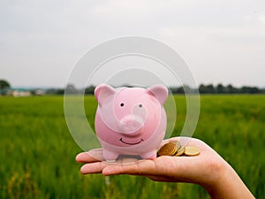 Pink piggy bank on the green rice field background, Saving money for future plan and retirement fund concept