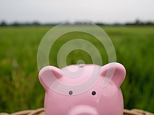 Pink piggy bank on the green rice field background, Saving money for future plan and retirement fund concept