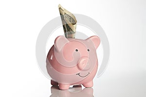 Pink piggy bank with US dollar bills on a white background