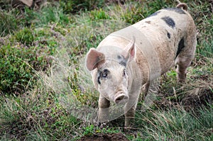 Pink piglet with black spots and pink patch