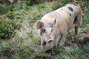 Pink piglet with black spots and pink patch walks in the forest