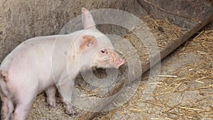 Pink piglet. Pigs in a pigsty on a pig farm. Modern agricultural pig farm