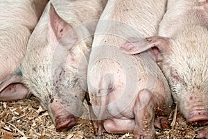 Pink piglets close up.