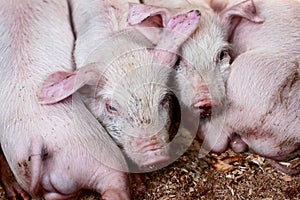 Pink piglets close up.