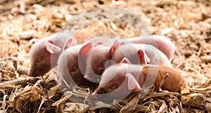 Pink piglets Newborn on the farm, sleeping in the leaves of corn.