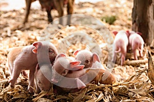 Pink piglets, newly born on the farm photo