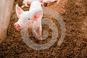 Pink piglets standing on the chaff are raised in an organic pig farm, looking at camera