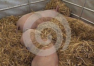 Pink pigs bedded down in straw