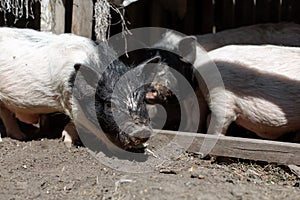 Pink pigs in the pigsty. Farming Concept