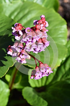 Heart-leaved pink Pigsqueak Bergenia flowers photo