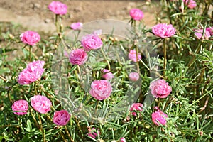 Pink Pigweed, Common Purslane, portulaca flowers, Verdolaga