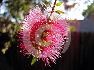 Pink Pin Beads, Pomona Gardens, California, USA