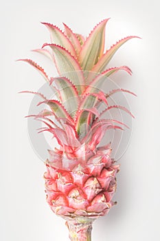 pink pineapple on stem closeup