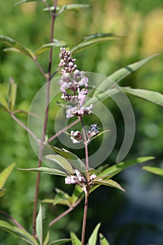 Pink pinnacle Vitex