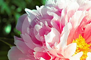 Pink pion petal background. Peony plant. Spring flowers. Vintage close up.