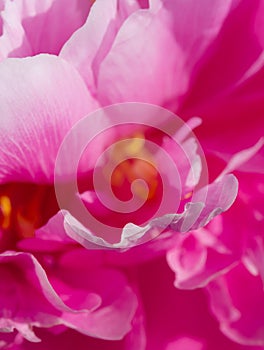 Pink pion petal background. Peony plant. Spring. Vertical photo.