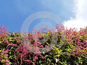 Pink Pistil Living Plant Against Blue Sky