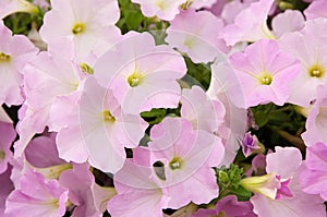 Pink pitunia flowers