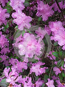 Pink PJM Rhododendron Flowering bush