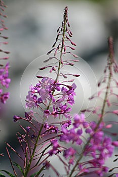 Pink plant with blur background