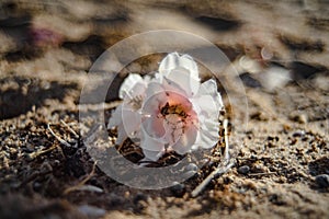 Pink plastic flowers are plastic waste washed by the sea