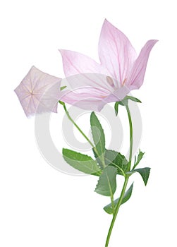 Pink Platycodon grandiflorus