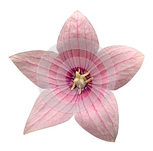 Pink Platycodon grandiflorus flower isolated photo