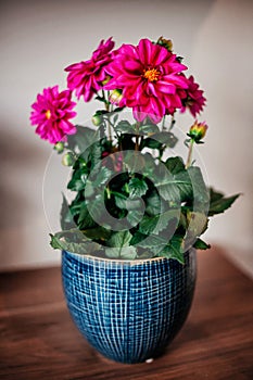 Pink plowers in a blue pot